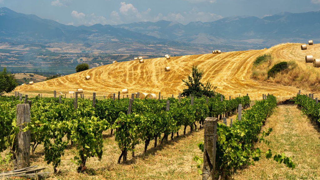 vigneti dell'entroterra calabrese