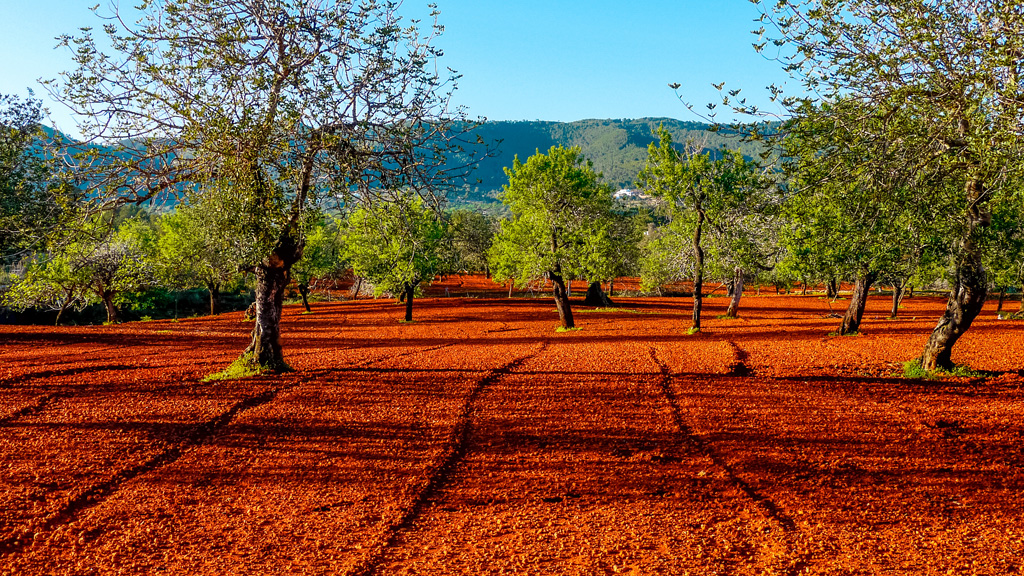 suolo rosso