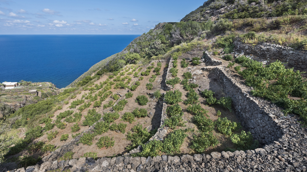 vigneti di Donnafugata a Pantelleria