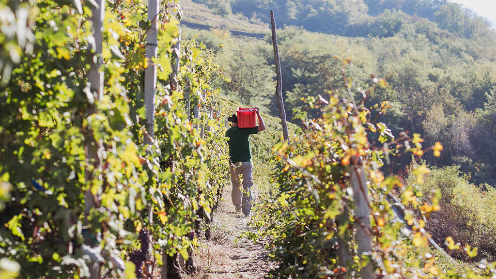 vendemmia nelle vigne scoscese della Valtellina