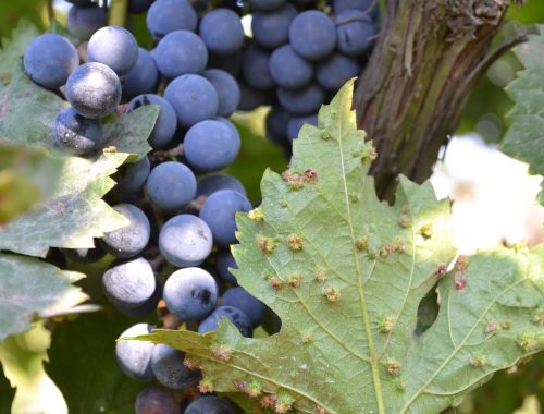 Fillossera e uva