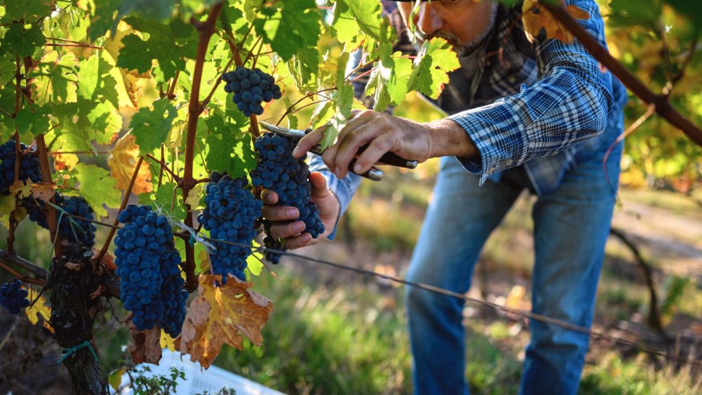 Vendemmia manuale