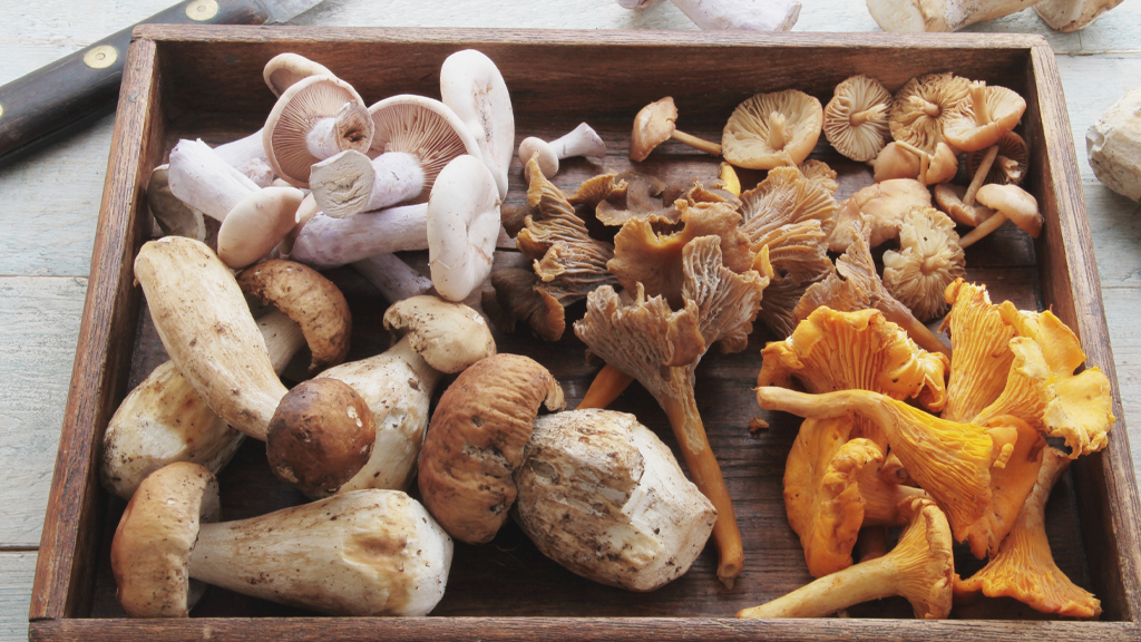 cassetta di funghi