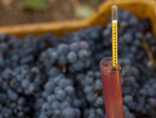 Misurazione zucchero nel mosto