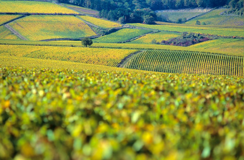 vigneti in Chablis