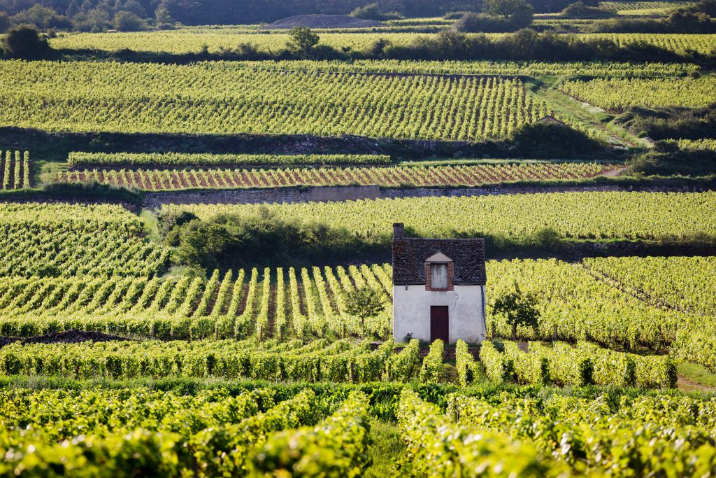 vigneti in Cote d'Or