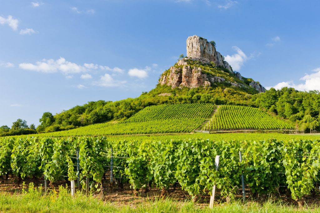 vigneti in Maconnais