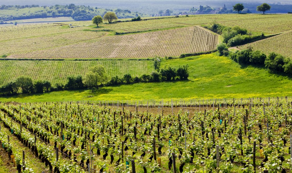 vigneti in Cote Chalonnaise