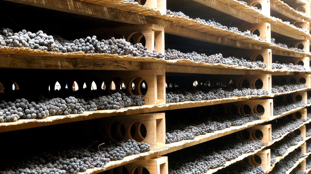 appassitura uve per la produzione dello Sforzato della Valtellina