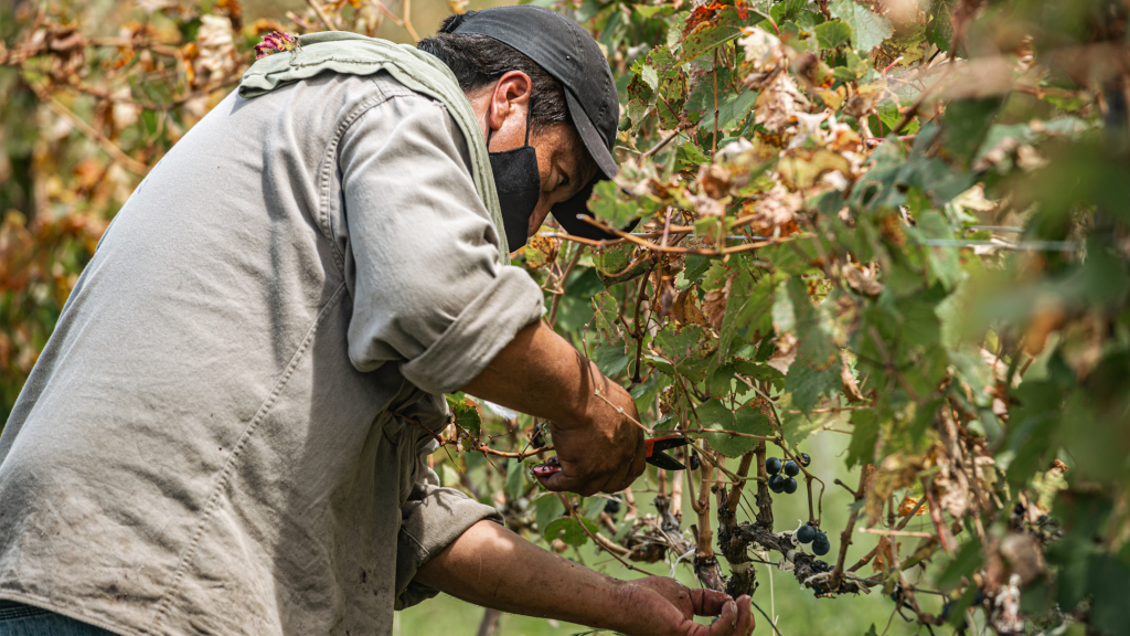 Un uomo che pota una vigna con delle forbici e una mascherina ffp2