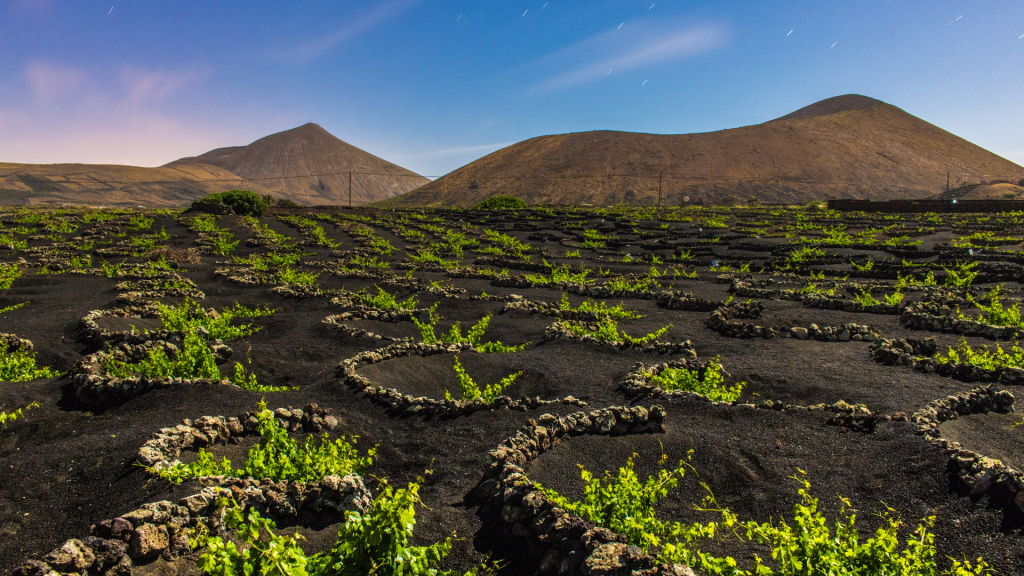 Vigneto tradizionale di lanzarote
