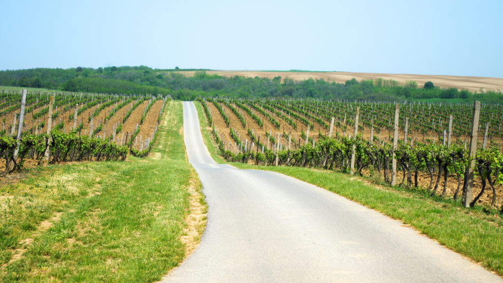 Strada circondata da vigneti