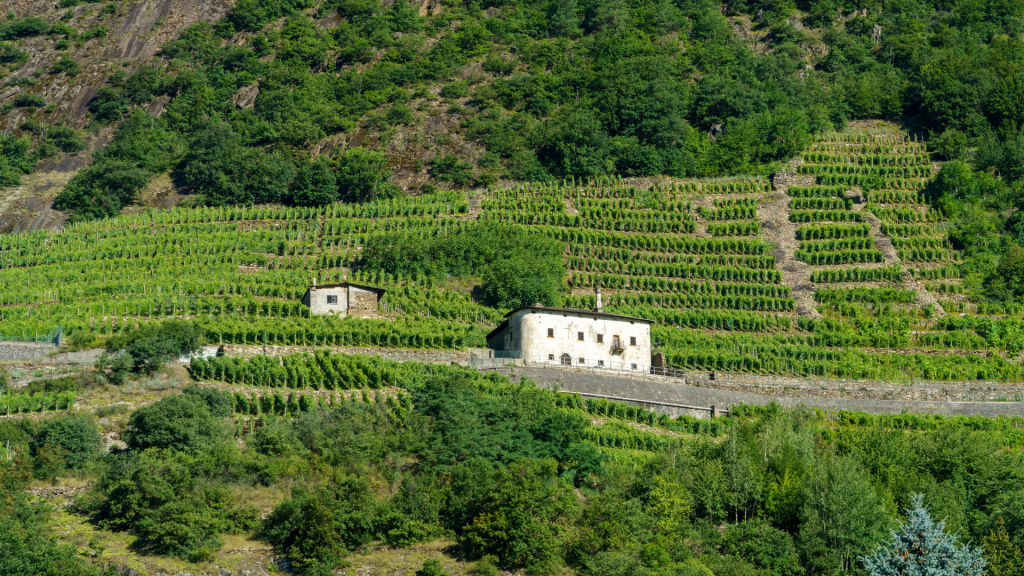 Vigneti della Valtellina su terrazzamenti lungo la strada del vino