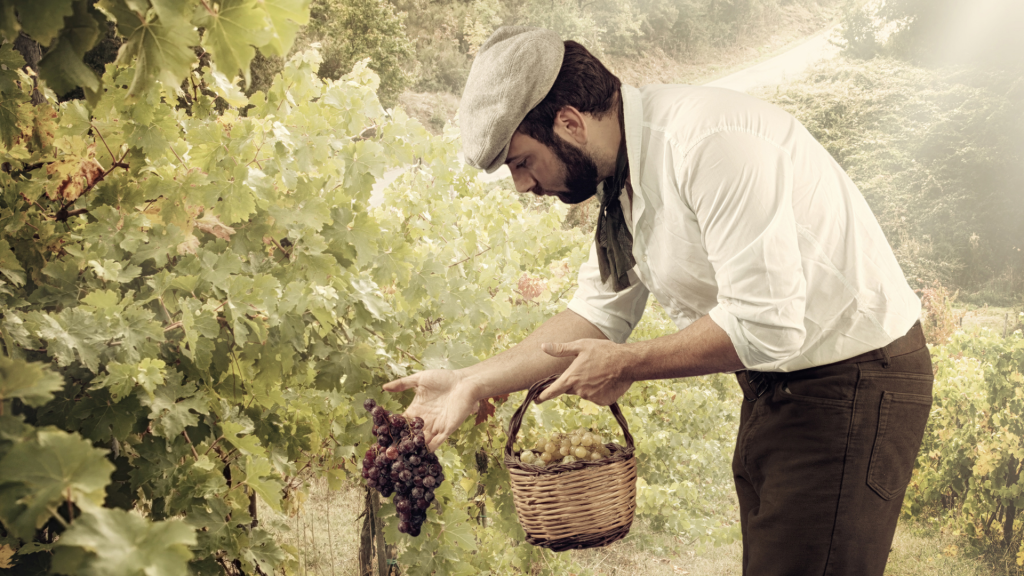 vignaiolo artigiano raccoglie l'uva