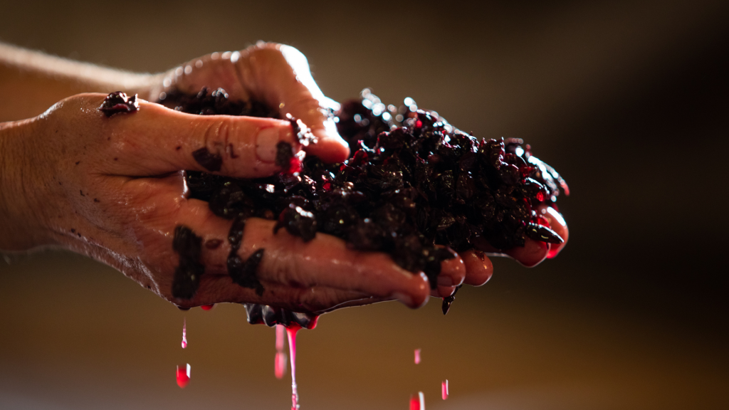 uva pigiata che fermenta raccolta in mano