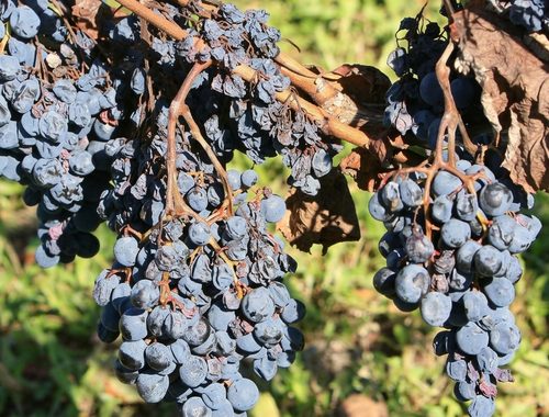 Grappoli di uva che stanno appassendo in pianta per vendemmia tardiva